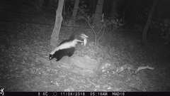 Mephitis mephitis estor