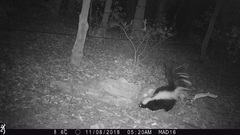 Mephitis mephitis estor