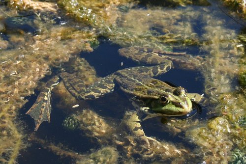 Pelophylax ridibundus