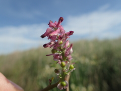 Fumaria densiflora
