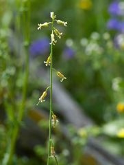 Caulanthus heterophyllus