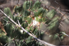 Coryphantha octacantha