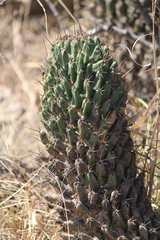 Coryphantha octacantha