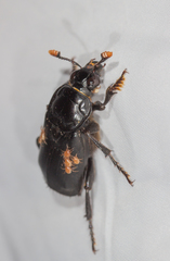 Nicrophorus humator
