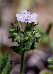 Phacelia cicutaria