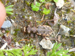 Neocicindela garnerae
