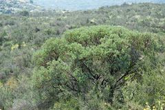 Arctostaphylos glauca