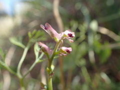 Fumaria vaillantii