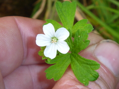 Geranium microphyllum