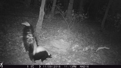 Mephitis mephitis estor