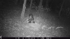 Mephitis mephitis estor