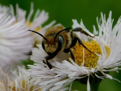 Osmia chalybea