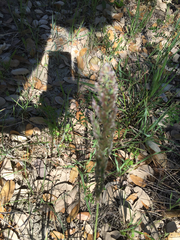 Poa arachnifera