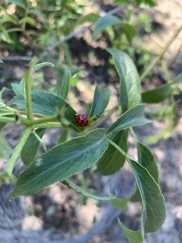 iNaturalist observation photo of Asian Lady Beetle
