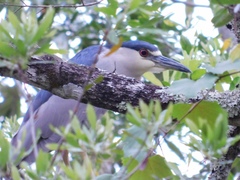 Nycticorax nycticorax image