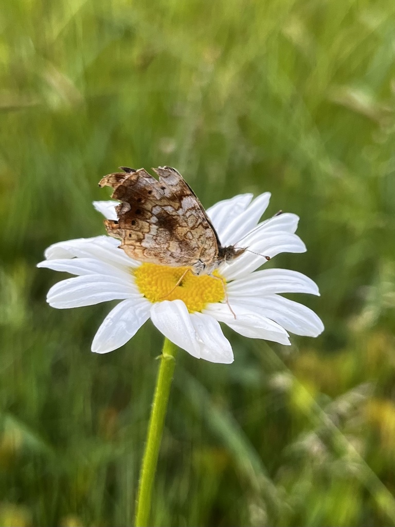 Crescents from Cato's Ridge Conservation Area, Plympton, MA, US on June
