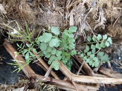 Cardamine pratensis