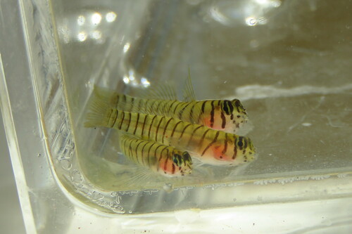 Tiger goby (Tigrigobius macrodon) — Gobiidae