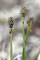 Carex norvegica