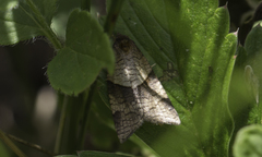 Philedone gerningana