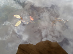 Potamogeton spirillus