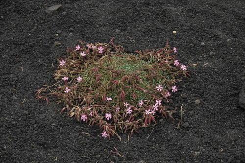 Image of Saponaria sicula by (c) Mario Bassini, some rights reserved (CC BY)