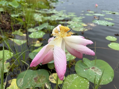 Sacred Lotus