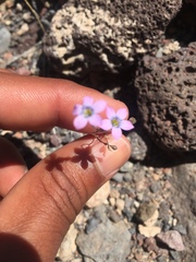 Gilia cana