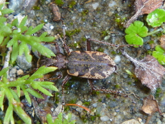 Neocicindela garnerae