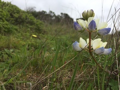 Lupinus variicolor