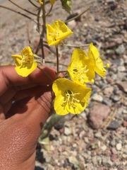 Chylismia