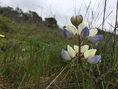 Lupinus variicolor