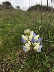 Lupinus variicolor