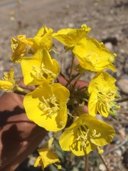 Chylismia