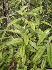 Corokia buddleioides buddleioides
