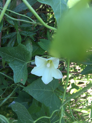 Calystegia purpurata