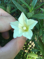 Calystegia purpurata