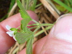 Geranium microphyllum