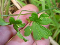 Geranium microphyllum