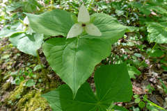Trillium