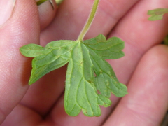 Geranium microphyllum
