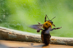 Xylocopa appendiculata appendiculata