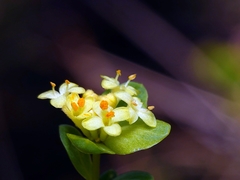 Pimelea flava flava