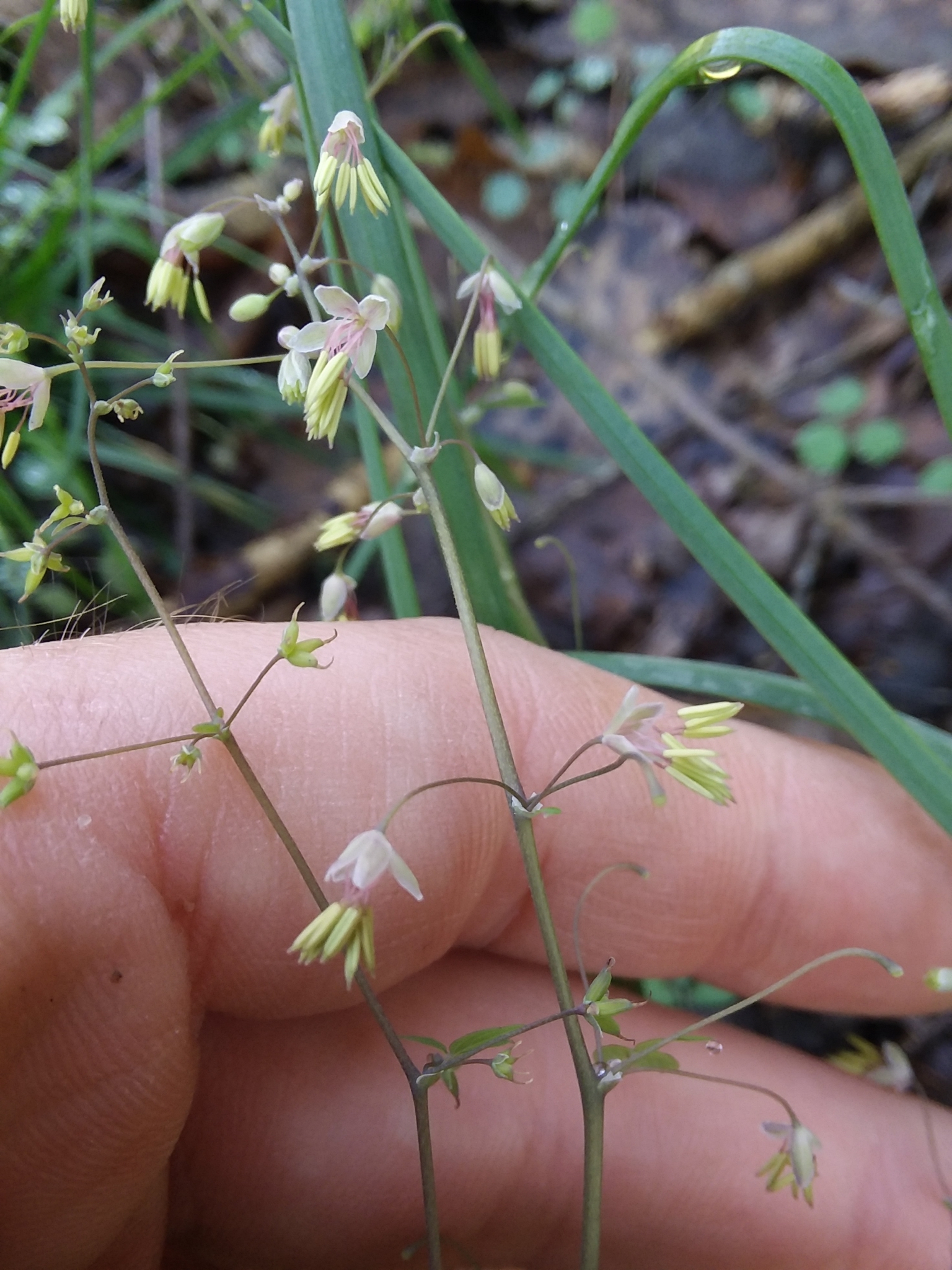 Thalictrum debile
