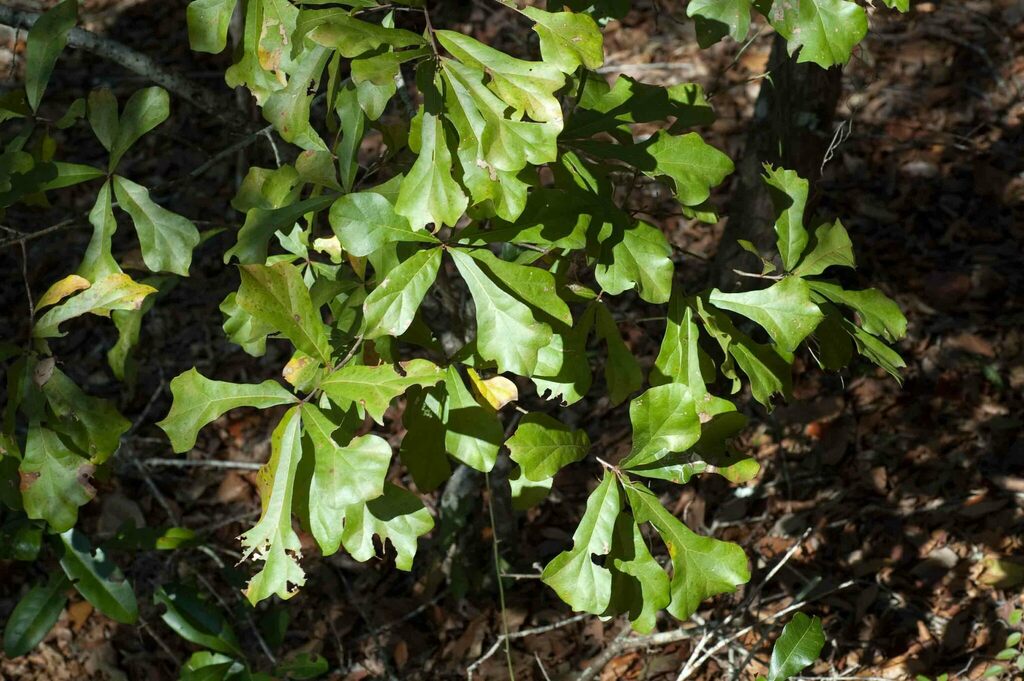 high-latitude oaks in December 2010 by Moses Michelsohn · iNaturalist