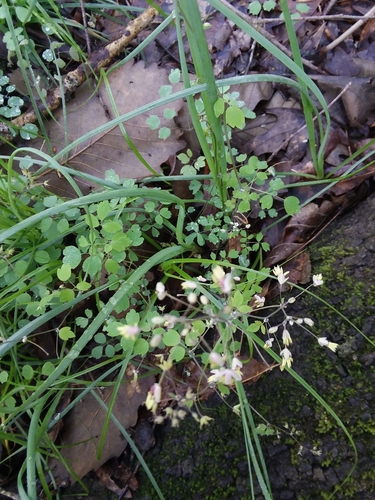 Image of Thalictrum debile by (c) Will McFarland, some rights reserved (CC BY)
