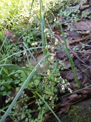 Thalictrum debile