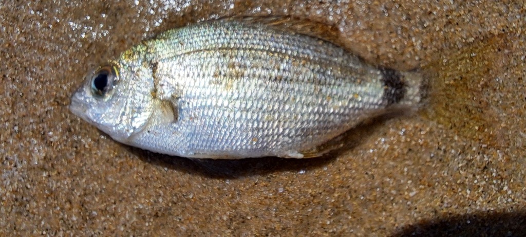 Senegal Seabream