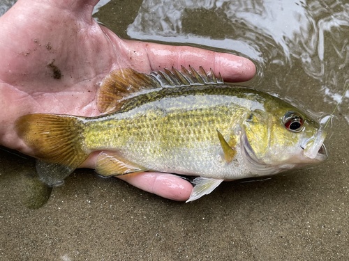 Rock Bass