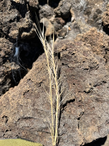 Festuca myuros observed 2023-10-12